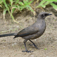 Ashy Starling